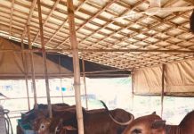 তিন তরুণ উদ্যোক্তা এবং কোরবানির গরু মোটাতাজাকরণ প্রক্রিয়া